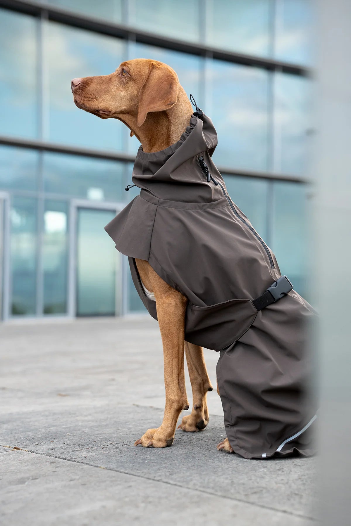 Dog Raincoat